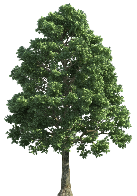 https://image-assets.jianzhuxuezhang.com/jzxz_photo/green_tree_cutout/4491c124-8a59-4713-b191-e530a3d2e245.png?x-tos-process=image/resize,w_480