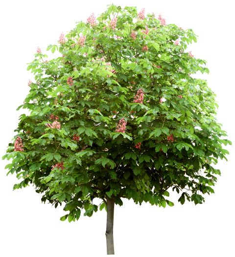 https://image-assets.jianzhuxuezhang.com/jzxz_photo/green_tree_cutout/4cbc7af9-e4ec-414b-bfbf-8b6822cee97a.png?x-tos-process=image/resize,w_480