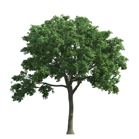 https://image-assets.jianzhuxuezhang.com/jzxz_photo/green_tree_cutout/6a8c1467-4480-42d1-aae7-e725d7c1dd57.png?x-tos-process=image/resize,w_480