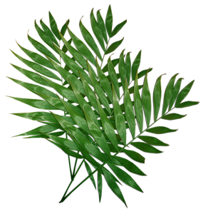 https://image-assets.jianzhuxuezhang.com/jzxz_photo/green_tree_cutout/8c514e44-0480-4b2f-bf0c-f7f2bbfbe47d.png?x-tos-process=image/resize,w_480