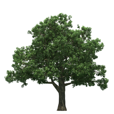 https://image-assets.jianzhuxuezhang.com/jzxz_photo/green_tree_cutout/9f6095d1-af5b-4ae5-8148-930668b244c9.png?x-tos-process=image/resize,w_480