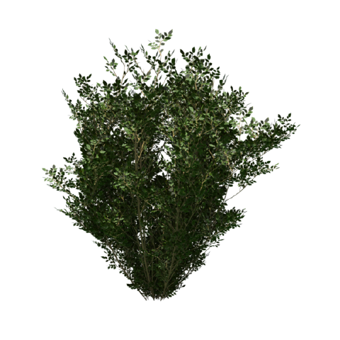 https://image-assets.jianzhuxuezhang.com/jzxz_photo/green_tree_cutout/a184140d-f334-4d2c-95bc-426ff732fbb9.png?x-tos-process=image/resize,w_480