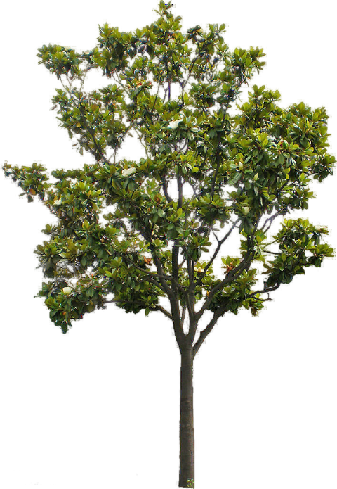 https://image-assets.jianzhuxuezhang.com/jzxz_photo/green_tree_cutout/a2ab99ef-0ee9-402e-9380-11b1b202d7d3.png?x-tos-process=image/resize,w_480