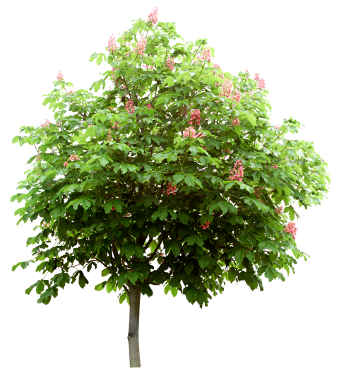 https://image-assets.jianzhuxuezhang.com/jzxz_photo/green_tree_cutout/ae54cfe8-a40e-473a-ac1a-3b849fe954ff.png?x-tos-process=image/resize,w_480