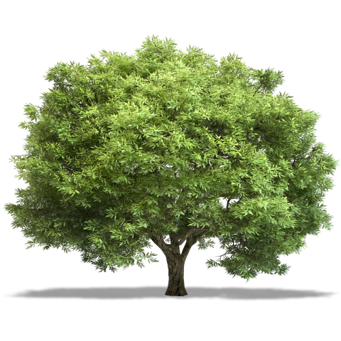 https://image-assets.jianzhuxuezhang.com/jzxz_photo/green_tree_cutout/ba3b502e-8883-4a43-8629-124d4b7a15da.png?x-tos-process=image/resize,w_480
