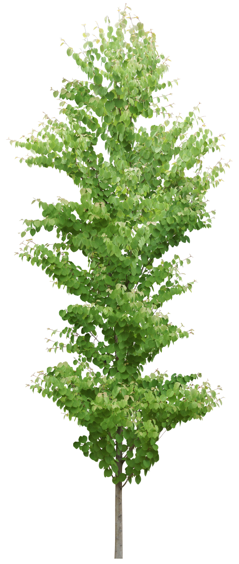https://image-assets.jianzhuxuezhang.com/jzxz_photo/green_tree_cutout/c5c3082d-5e11-48ba-aa19-a9930642ec5a.png?x-tos-process=image/resize,w_480