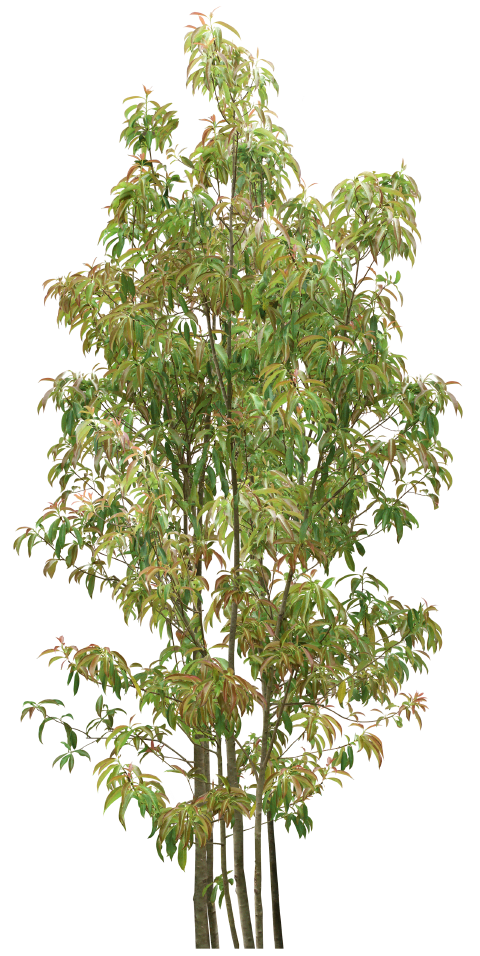 https://image-assets.jianzhuxuezhang.com/jzxz_photo/green_tree_cutout/d06b40d8-b665-45eb-bda2-942766f62c06.png?x-tos-process=image/resize,w_480